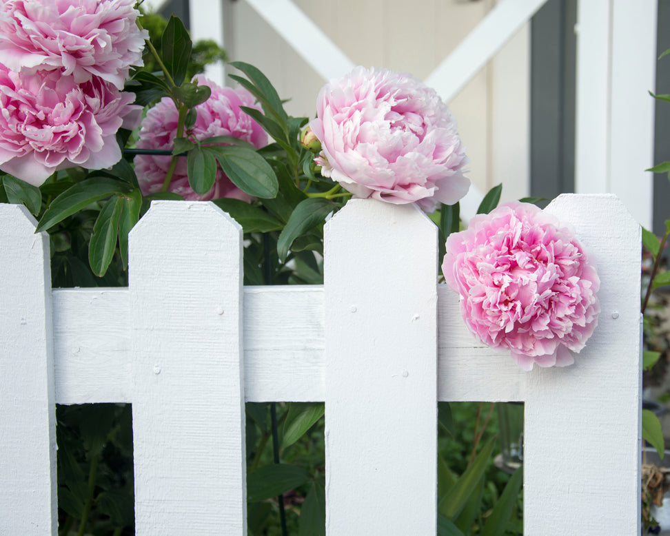 Paeonia 'Monsieur Jules Elie'