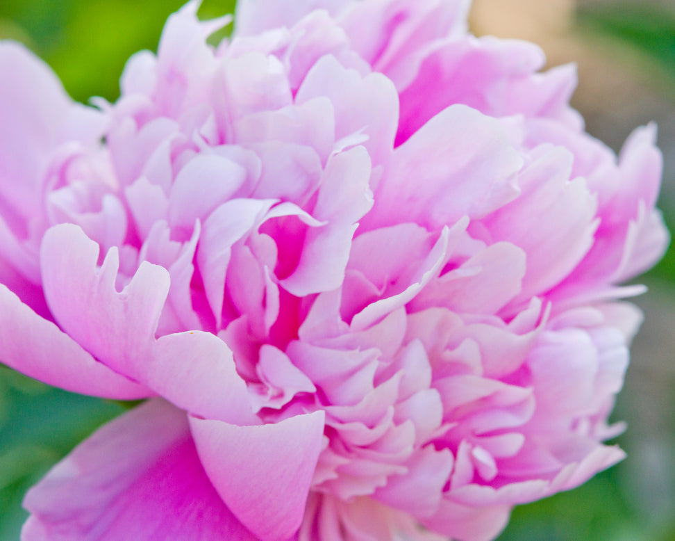 Paeonia 'Monsieur Jules Elie'