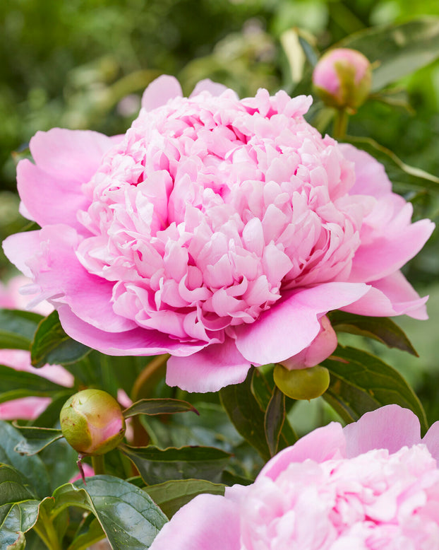 Paeonia 'Monsieur Jules Elie'