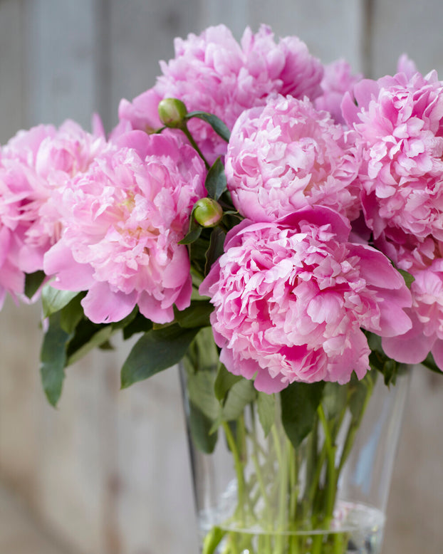 Paeonia 'Monsieur Jules Elie'