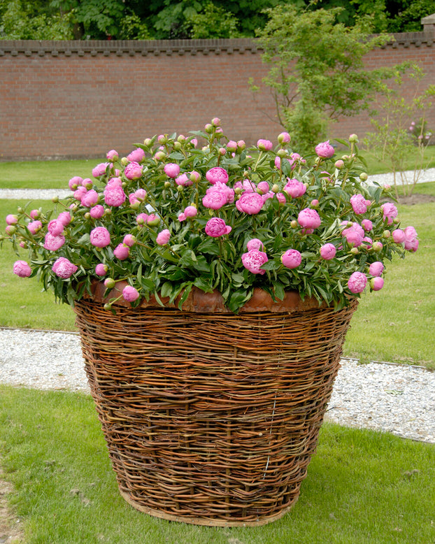 Paeonia 'Monsieur Jules Elie'