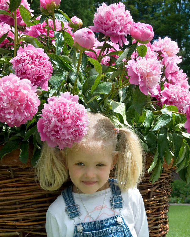 Paeonia 'Monsieur Jules Elie'