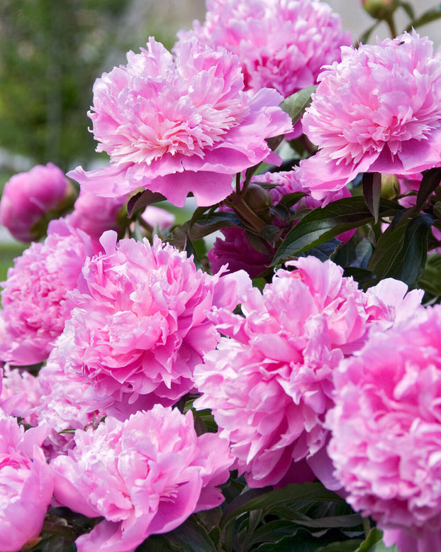 Paeonia 'Monsieur Jules Elie'