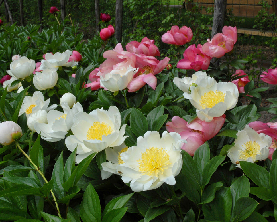 Paeonia 'Moon of Nippon'