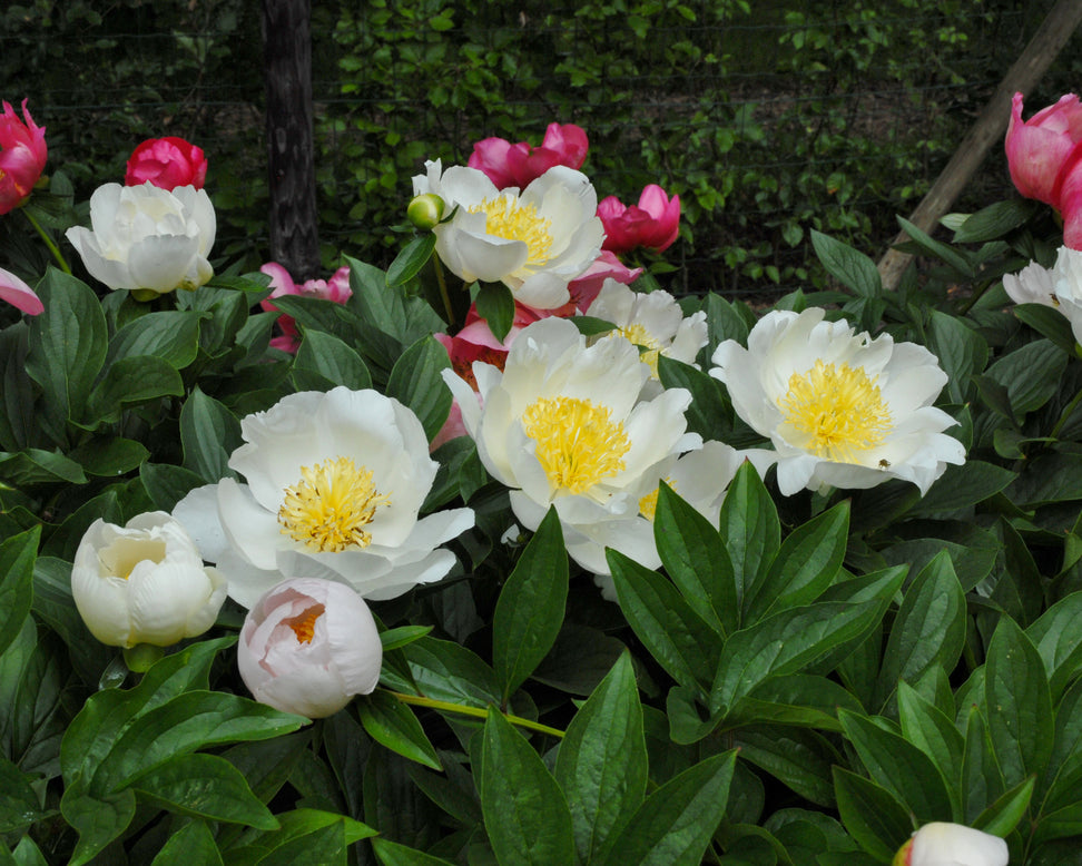 Paeonia 'Moon of Nippon'