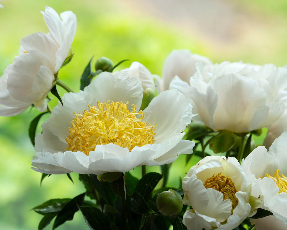 Paeonia 'Moon of Nippon'