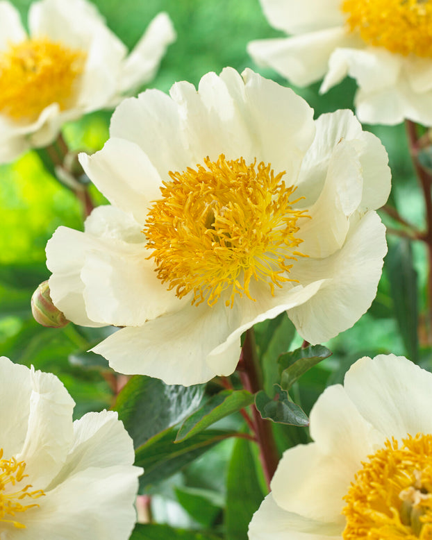 Paeonia 'Moon of Nippon'