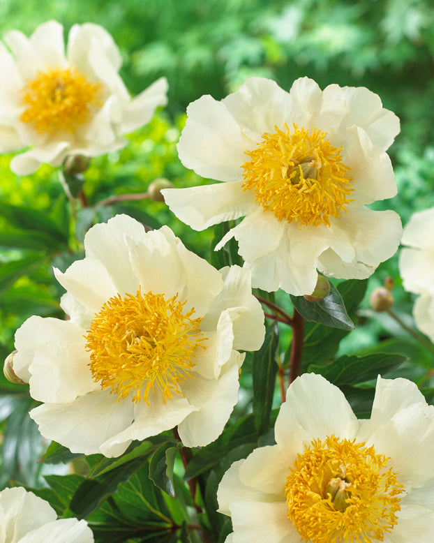 Paeonia 'Moon of Nippon'