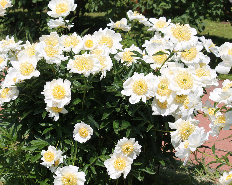 Paeonia 'Moon of Nippon'