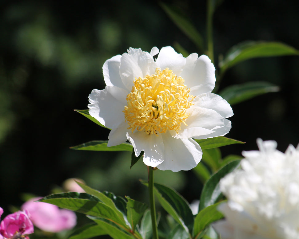 Paeonia 'Moon of Nippon'