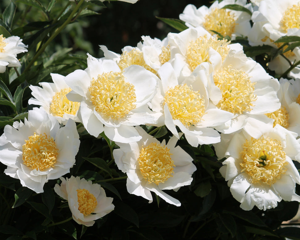 Paeonia 'Moon of Nippon'