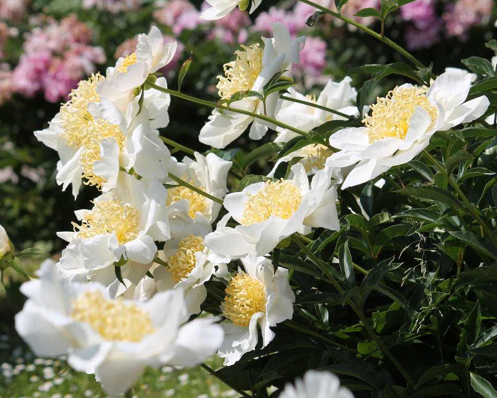 Paeonia 'Moon of Nippon'