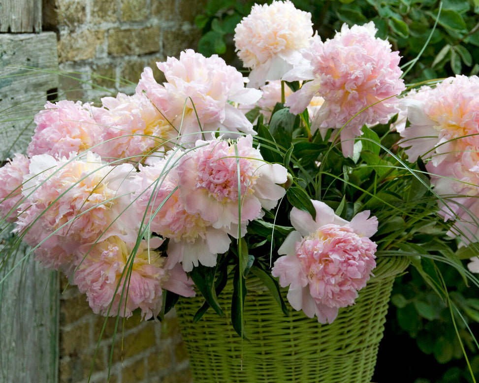 Paeonia 'Top Brass'