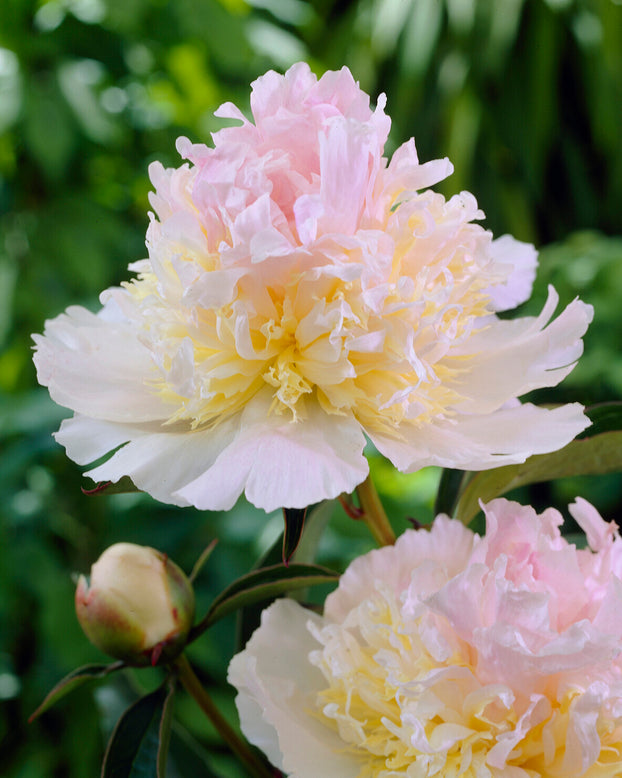 Paeonia 'Top Brass'