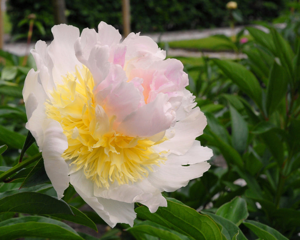 Paeonia 'Top Brass'