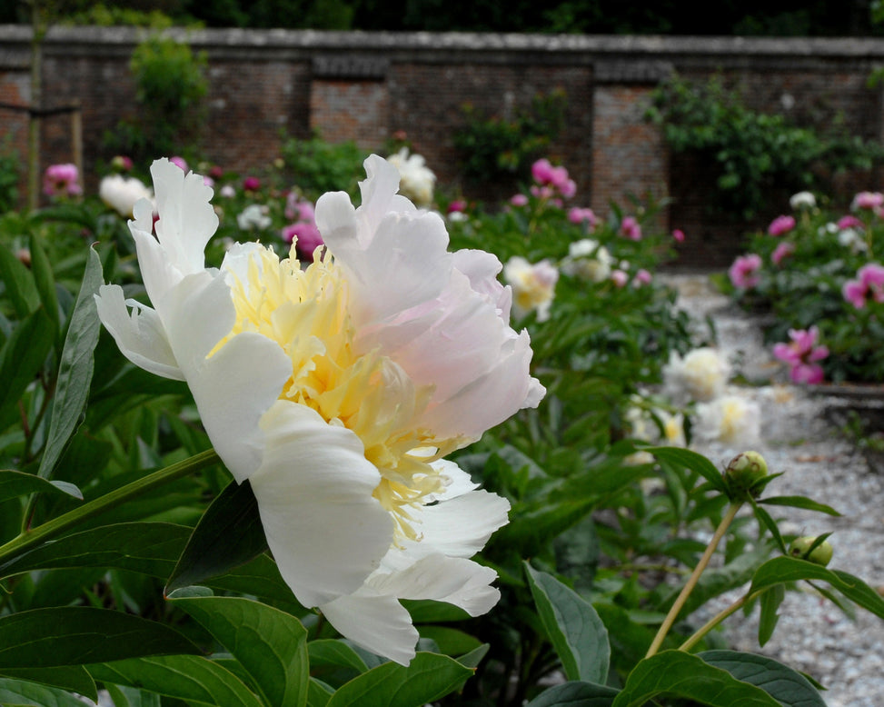 Paeonia 'Top Brass'