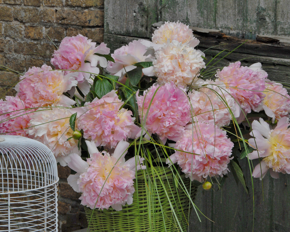 Paeonia 'Top Brass'