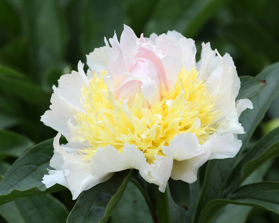 Paeonia 'Top Brass'