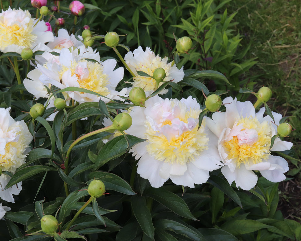 Paeonia 'Top Brass'