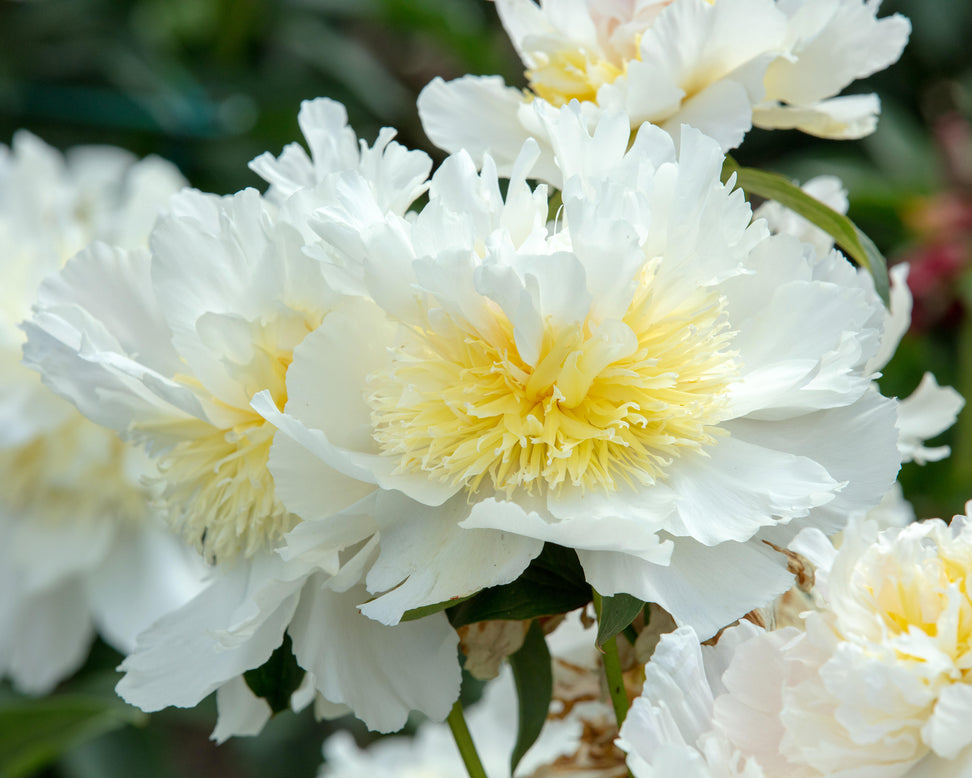 Paeonia 'Top Brass'