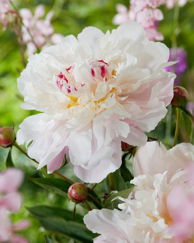 Paeonia 'Vogue'