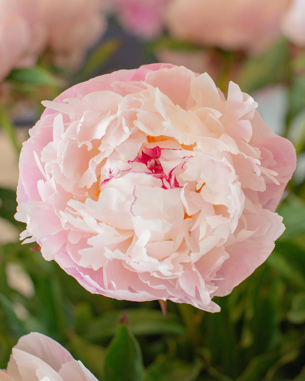 Paeonia 'Vogue'