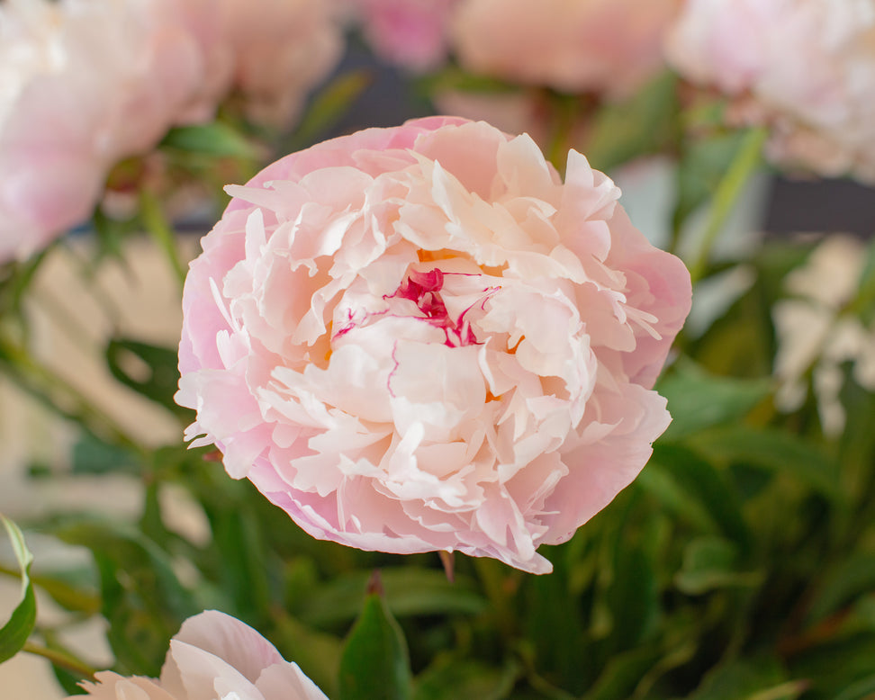 Paeonia 'Vogue'