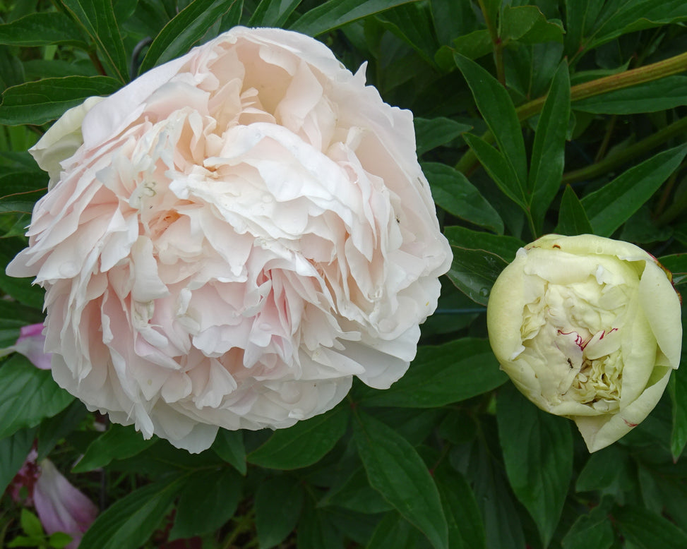 Paeonia 'Vogue'