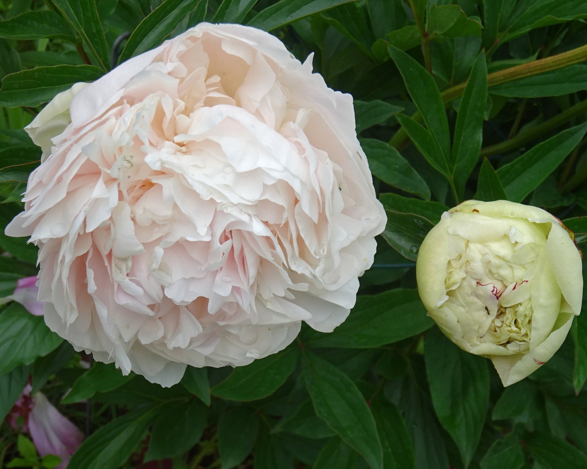 Paeonia lactiflora 'Vogue' bare roots — Buy white/pink peonies online ...