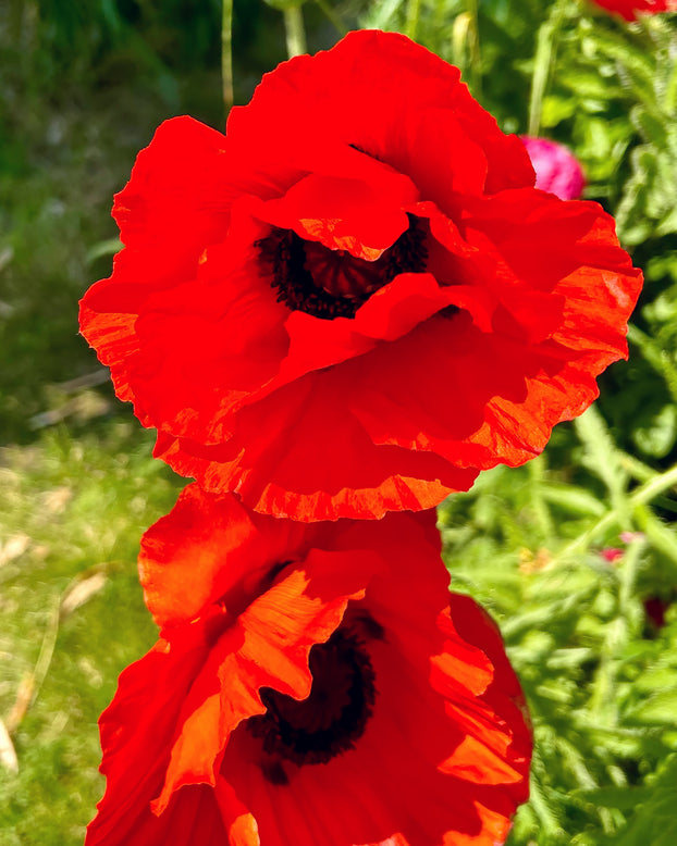 Papaver 'Beauty of Livermere'