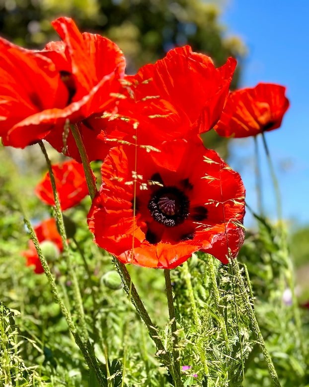 Papaver 'Beauty of Livermere'