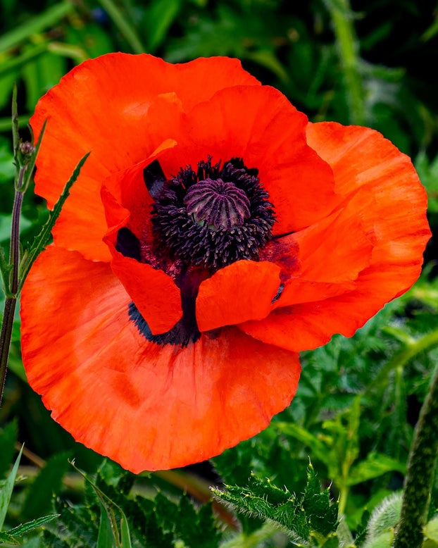 Papaver 'Beauty of Livermere'