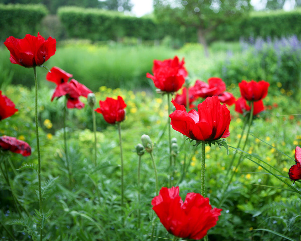 Papaver 'Beauty of Livermere'