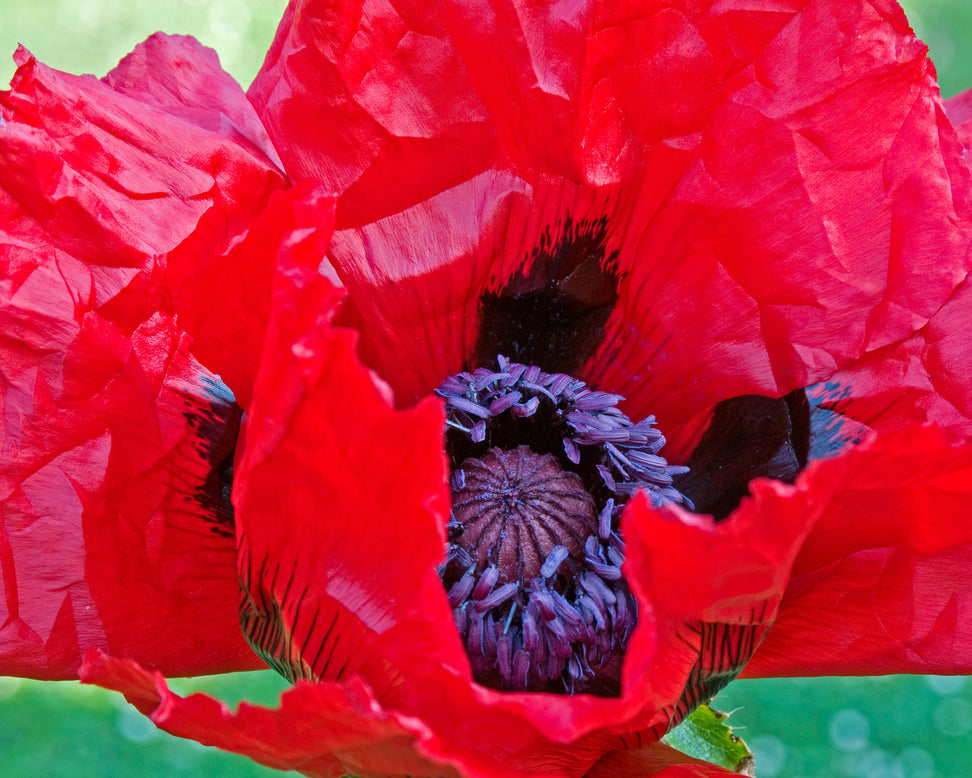 Papaver 'Beauty of Livermere'