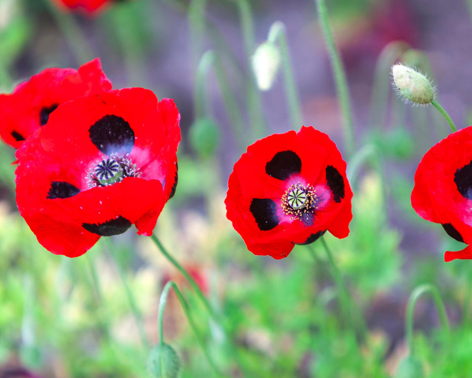 Papaver 'Beauty of Livermere'