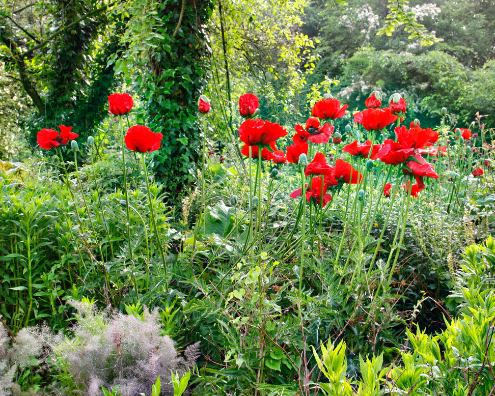 Papaver 'Beauty of Livermere'