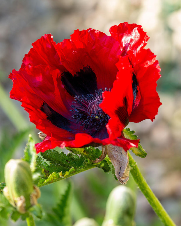 Papaver 'Beauty of Livermere'