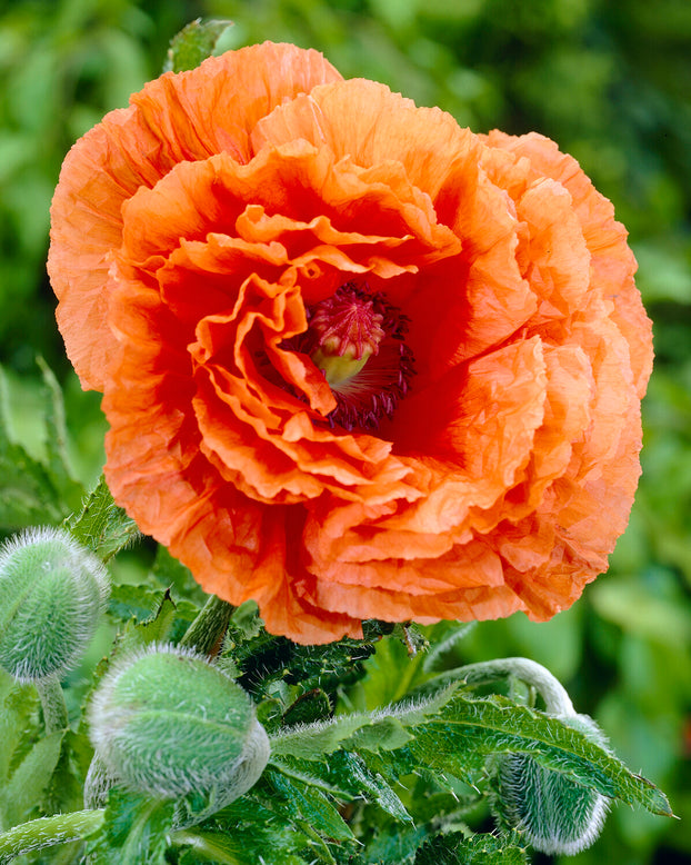 Papaver 'Harvest Moon'