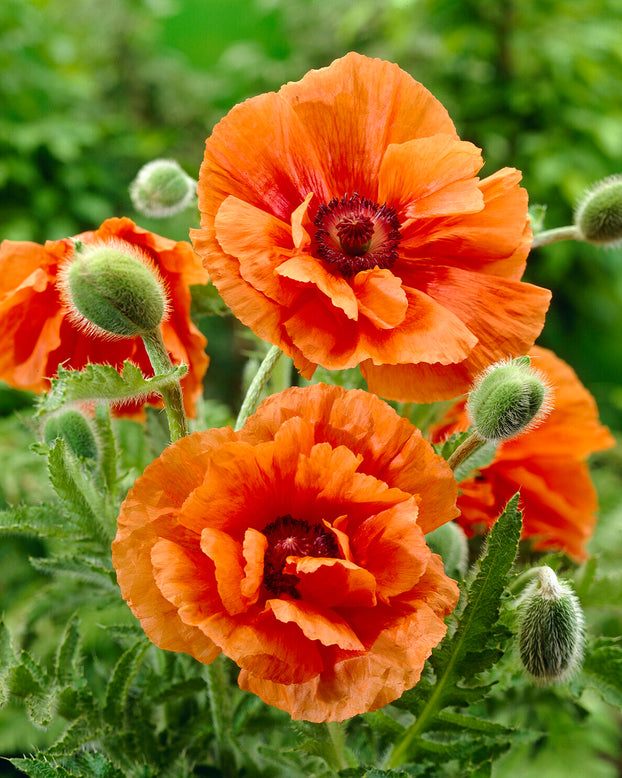 Papaver 'Harvest Moon'