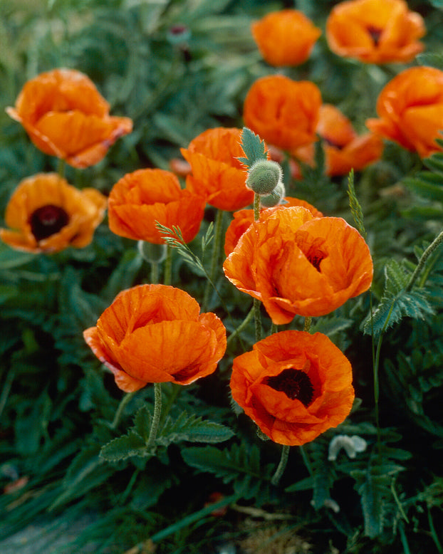 Papaver 'Harvest Moon'