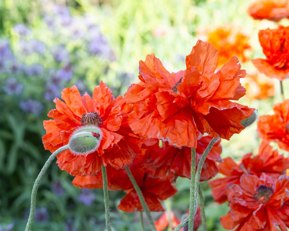 Papaver 'Harvest Moon'