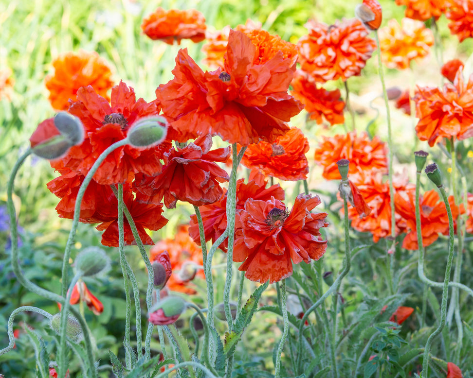 Papaver 'Harvest Moon'