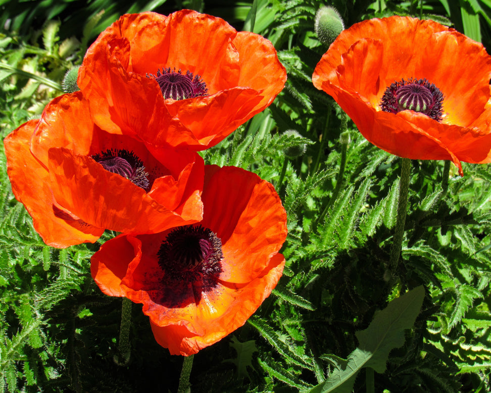 Papaver 'Harvest Moon'