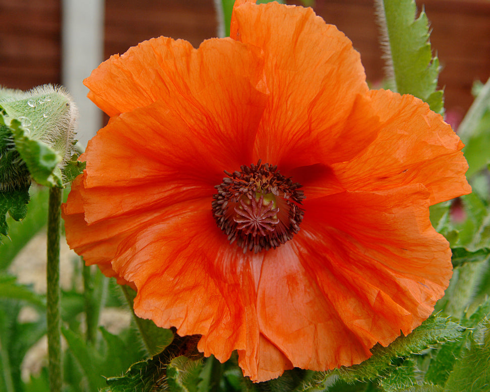 Papaver 'Harvest Moon'