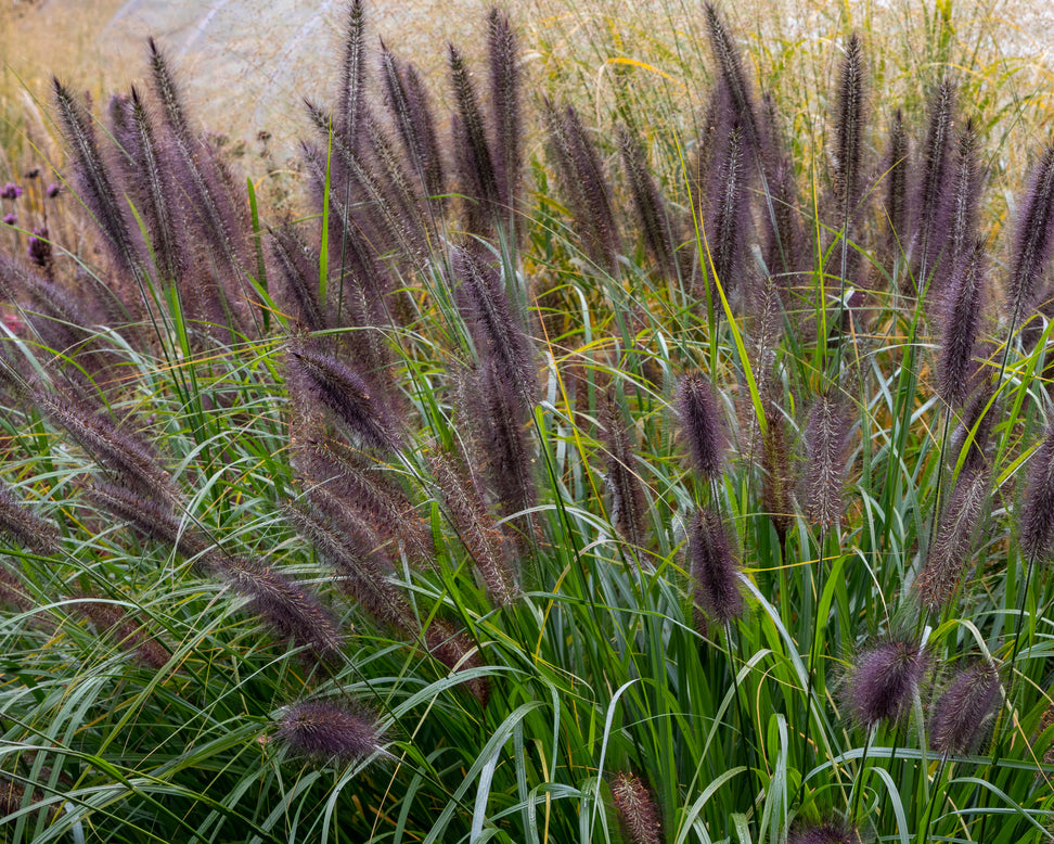 Pennisetum 'Black Beauty'