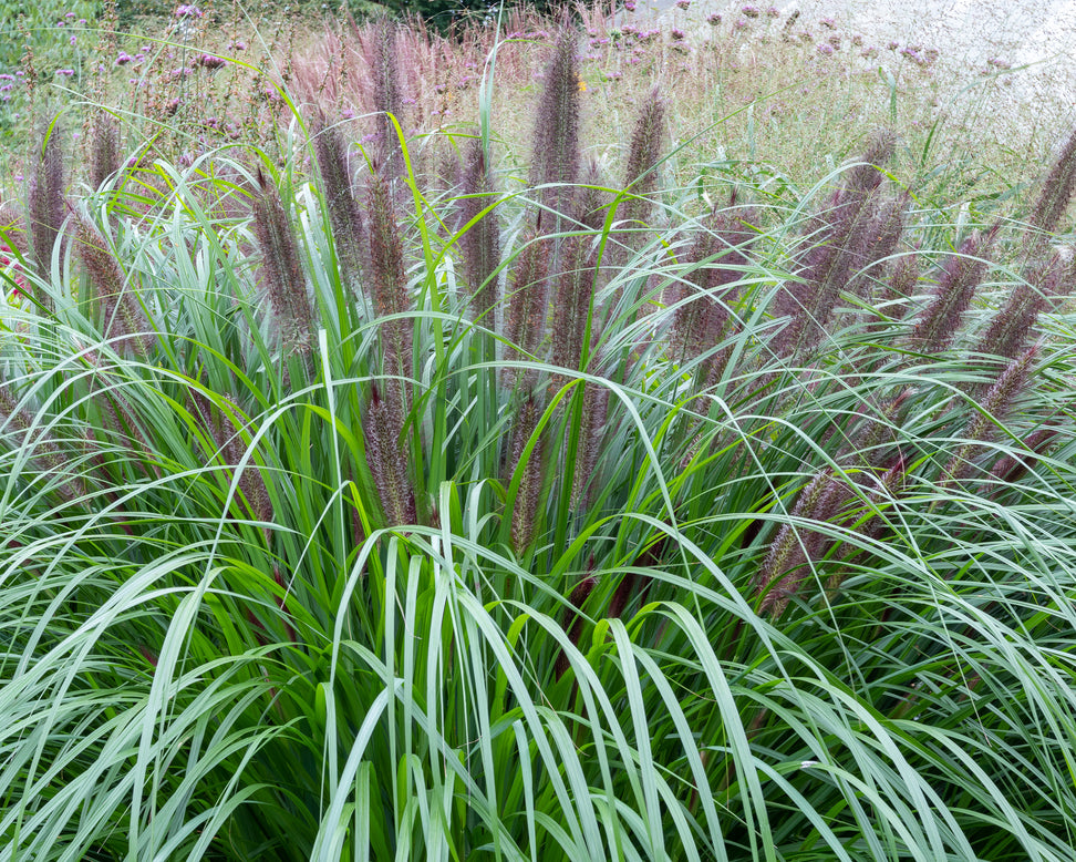 Pennisetum 'Black Beauty'