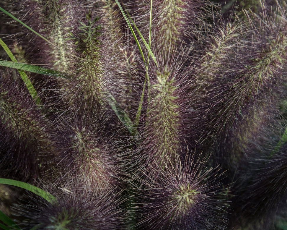 Pennisetum 'Black Beauty'