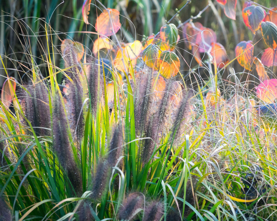 Pennisetum 'Black Beauty'