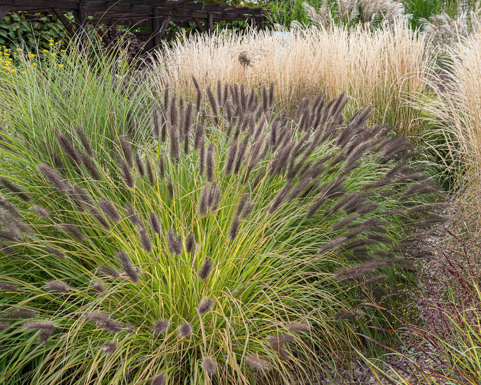 Pennisetum 'Black Beauty'