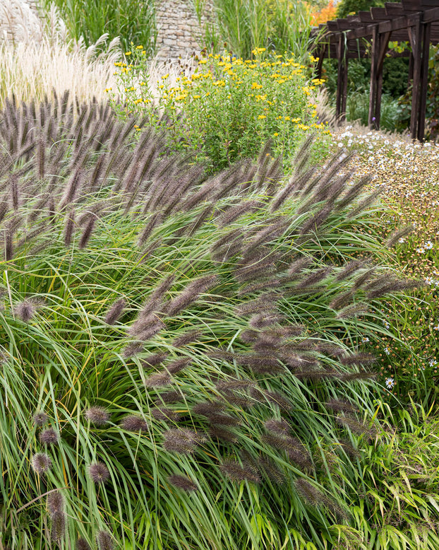 Pennisetum 'Black Beauty'